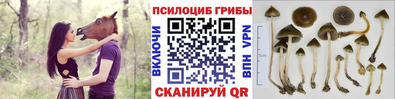 Галлюциногенные грибы мицелий  цена   KRAKEN tor  Уржум 